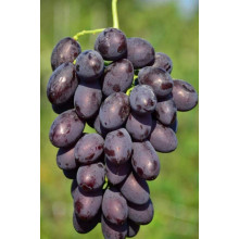 Виноград столовий Армані (ранній) | Vitis vinifera Armani (early) | Виноград столовый Армани (ранний)