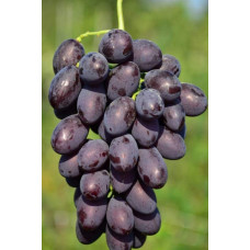 Виноград столовий Армані (ранній) | Vitis vinifera Armani (early) | Виноград столовый Армани (ранний)