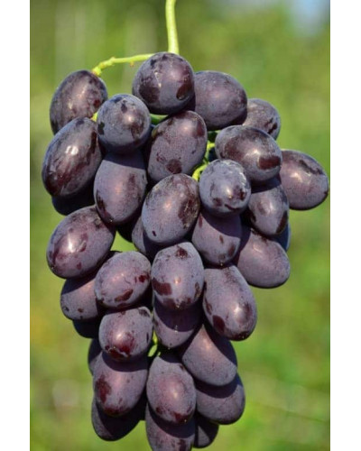 Виноград столовий Армані (ранній) | Vitis vinifera Armani (early) | Виноград столовый Армани (ранний)
