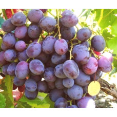 Виноград столовий Армані (ранній) | Vitis vinifera Armani (early) | Виноград столовый Армани (ранний)