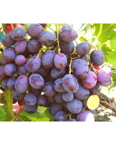 Виноград столовий Армані (ранній) | Vitis vinifera Armani (early) | Виноград столовый Армани (ранний)