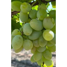 Виноград звичайний Айвенго (ранньо-середній) | Vitis vinifera Aivengo (early-middle) | Виноград культурный Айвенго (ранне-средний)