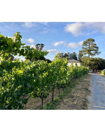 Виноград звичайний Айвенго (ранньо-середній) | Vitis vinifera Aivengo (early-middle) | Виноград культурный Айвенго (ранне-средний)