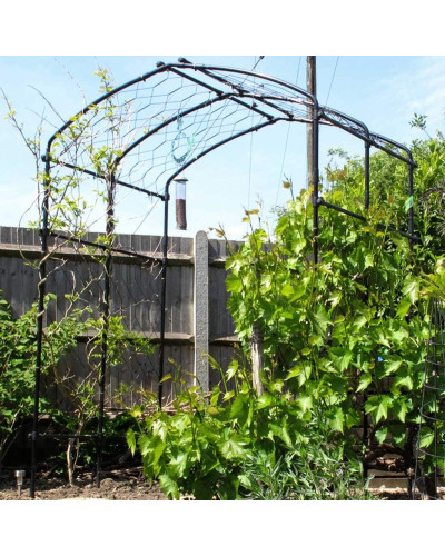 Виноград звичайний Айвенго (ранньо-середній) | Vitis vinifera Aivengo (early-middle) | Виноград культурный Айвенго (ранне-средний)