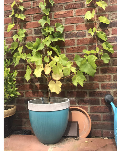 Виноград звичайний Айвенго (ранньо-середній) | Vitis vinifera Aivengo (early-middle) | Виноград культурный Айвенго (ранне-средний)