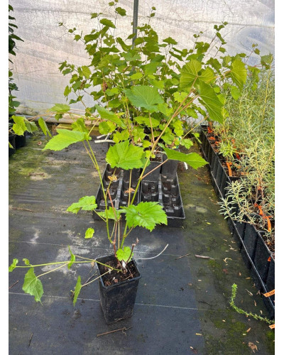 Виноград звичайний Айвенго (ранньо-середній) | Vitis vinifera Aivengo (early-middle) | Виноград культурный Айвенго (ранне-средний)
