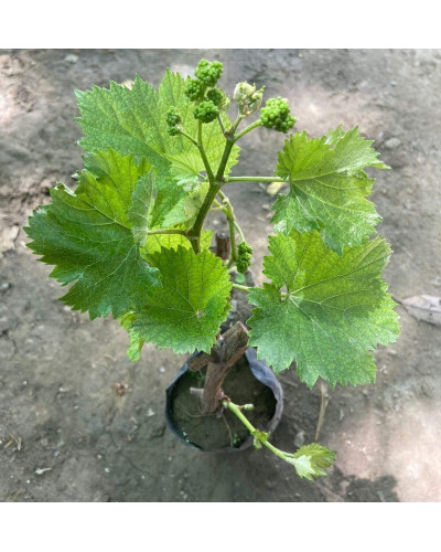 Виноград звичайний Айвенго (ранньо-середній) | Vitis vinifera Aivengo (early-middle) | Виноград культурный Айвенго (ранне-средний)