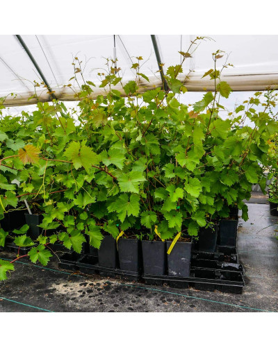 Виноград звичайний Айвенго (ранньо-середній) | Vitis vinifera Aivengo (early-middle) | Виноград культурный Айвенго (ранне-средний)
