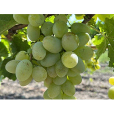 Виноград звичайний Айвенго (ранньо-середній) | Vitis vinifera Aivengo (early-middle) | Виноград культурный Айвенго (ранне-средний)
