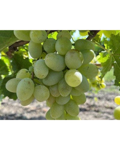 Виноград звичайний Айвенго (ранньо-середній) | Vitis vinifera Aivengo (early-middle) | Виноград культурный Айвенго (ранне-средний)