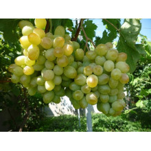 Виноград звичайний Айвенго (ранньо-середній) | Vitis vinifera Aivengo (early-middle) | Виноград культурный Айвенго (ранне-средний)