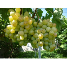 Виноград звичайний Айвенго (ранньо-середній) | Vitis vinifera Aivengo (early-middle) | Виноград культурный Айвенго (ранне-средний)
