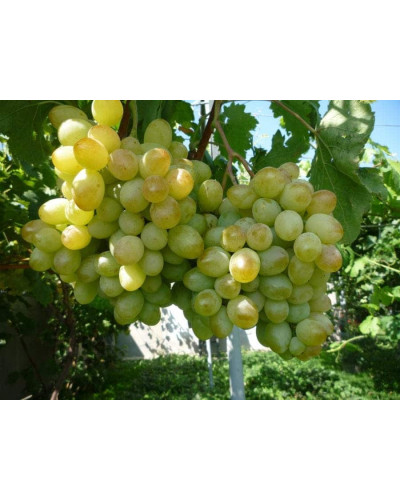 Виноград звичайний Айвенго (ранньо-середній) | Vitis vinifera Aivengo (early-middle) | Виноград культурный Айвенго (ранне-средний)