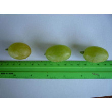 Виноград звичайний Айвенго (ранньо-середній) | Vitis vinifera Aivengo (early-middle) | Виноград культурный Айвенго (ранне-средний)