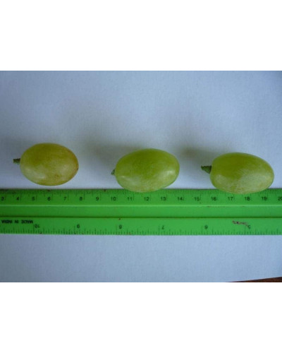 Виноград звичайний Айвенго (ранньо-середній) | Vitis vinifera Aivengo (early-middle) | Виноград культурный Айвенго (ранне-средний)