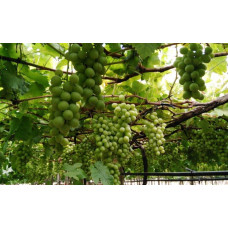 Виноград звичайний Айвенго (ранньо-середній) | Vitis vinifera Aivengo (early-middle) | Виноград культурный Айвенго (ранне-средний)
