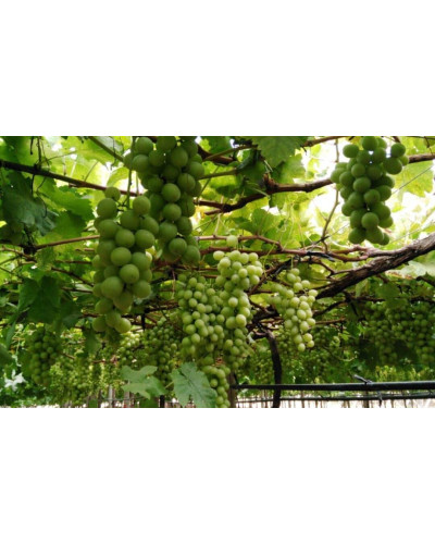 Виноград звичайний Айвенго (ранньо-середній) | Vitis vinifera Aivengo (early-middle) | Виноград культурный Айвенго (ранне-средний)