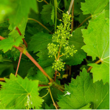 Виноград звичайний Айвенго (ранньо-середній) | Vitis vinifera Aivengo (early-middle) | Виноград культурный Айвенго (ранне-средний)