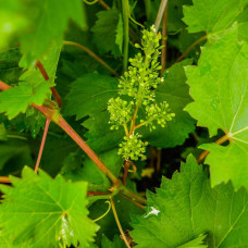Виноград звичайний Айвенго (ранньо-середній) | Vitis vinifera Aivengo (early-middle) | Виноград культурный Айвенго (ранне-средний)