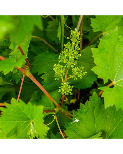 Виноград звичайний Айвенго (ранньо-середній) | Vitis vinifera Aivengo (early-middle) | Виноград культурный Айвенго (ранне-средний)