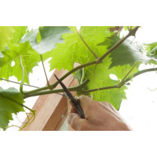 Виноград звичайний Айвенго (ранньо-середній) | Vitis vinifera Aivengo (early-middle) | Виноград культурный Айвенго (ранне-средний)