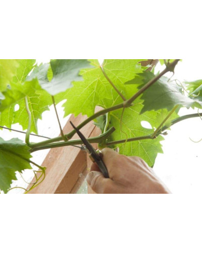 Виноград звичайний Айвенго (ранньо-середній) | Vitis vinifera Aivengo (early-middle) | Виноград культурный Айвенго (ранне-средний)