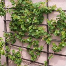 Виноград звичайний Айвенго (ранньо-середній) | Vitis vinifera Aivengo (early-middle) | Виноград культурный Айвенго (ранне-средний)
