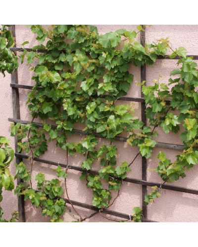 Виноград звичайний Айвенго (ранньо-середній) | Vitis vinifera Aivengo (early-middle) | Виноград культурный Айвенго (ранне-средний)