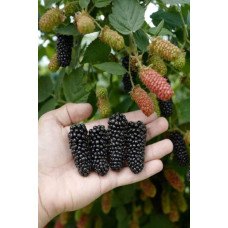 Ожина садова Карака Блек | Rubus fruticosus Karaka Black | Ежевика садовая Карака Блек