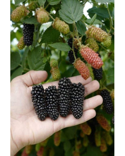 Ожина садова Карака Блек | Rubus fruticosus Karaka Black | Ежевика садовая Карака Блек