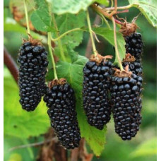Ожина садова Карака Блек | Rubus fruticosus Karaka Black | Ежевика садовая Карака Блек