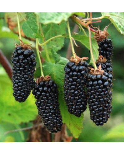 Ожина садова Карака Блек | Rubus fruticosus Karaka Black | Ежевика садовая Карака Блек