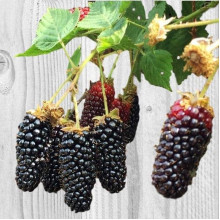 Ожина садова Карака Блек | Rubus fruticosus Karaka Black | Ежевика садовая Карака Блек