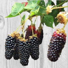 Ожина садова Карака Блек | Rubus fruticosus Karaka Black | Ежевика садовая Карака Блек