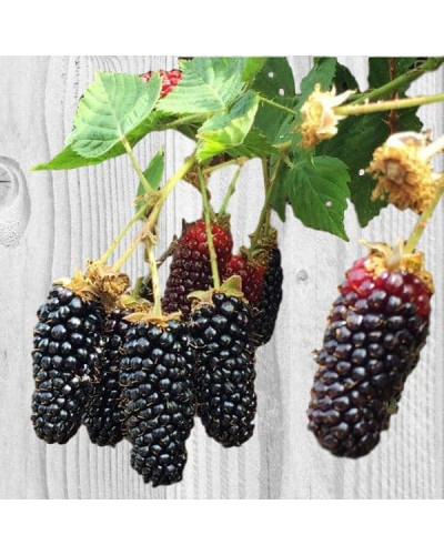 Ожина садова Карака Блек | Rubus fruticosus Karaka Black | Ежевика садовая Карака Блек