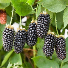 Ожина садова Карака Блек | Rubus fruticosus Karaka Black | Ежевика садовая Карака Блек
