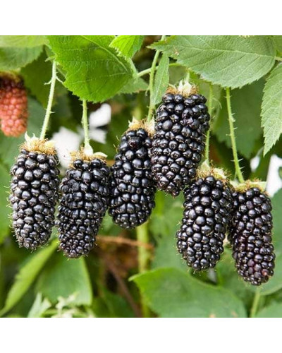 Ожина садова Карака Блек | Rubus fruticosus Karaka Black | Ежевика садовая Карака Блек