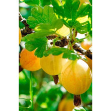 Аґрус Золотистий (середній) | Ribes uva-crispa Zolotystyj (middle) | Крыжовник Золотистый (средний)