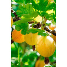 Аґрус Золотистий (середній) | Ribes uva-crispa Zolotystyj (middle) | Крыжовник Золотистый (средний)