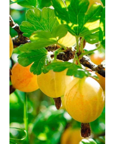 Аґрус Золотистий (середній) | Ribes uva-crispa Zolotystyj (middle) | Крыжовник Золотистый (средний)