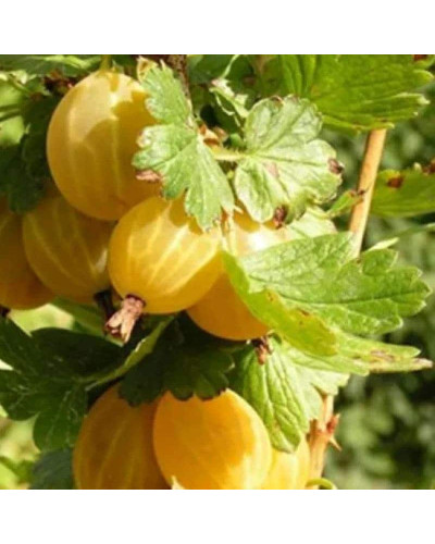 Аґрус Золотистий (середній) | Ribes uva-crispa Zolotystyj (middle) | Крыжовник Золотистый (средний)