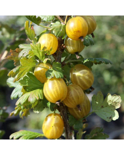 Аґрус Золотистий (середній) | Ribes uva-crispa Zolotystyj (middle) | Крыжовник Золотистый (средний)