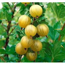 Аґрус Золотистий (середній) | Ribes uva-crispa Zolotystyj (middle) | Крыжовник Золотистый (средний)