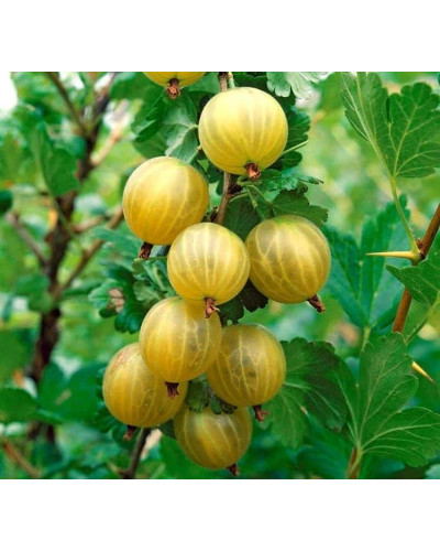 Аґрус Золотистий (середній) | Ribes uva-crispa Zolotystyj (middle) | Крыжовник Золотистый (средний)
