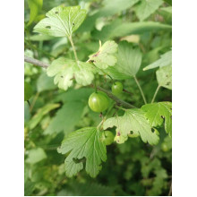 Аґрус Золотистий (середній) | Ribes uva-crispa Zolotystyj (middle) | Крыжовник Золотистый (средний)