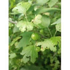 Аґрус Золотистий (середній) | Ribes uva-crispa Zolotystyj (middle) | Крыжовник Золотистый (средний)