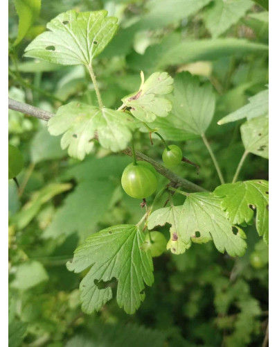 Аґрус Золотистий (середній) | Ribes uva-crispa Zolotystyj (middle) | Крыжовник Золотистый (средний)