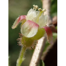 Аґрус Золотистий (середній) | Ribes uva-crispa Zolotystyj (middle) | Крыжовник Золотистый (средний)