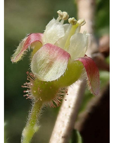 Аґрус Золотистий (середній) | Ribes uva-crispa Zolotystyj (middle) | Крыжовник Золотистый (средний)