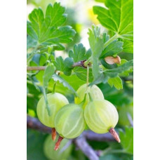 Аґрус Уайт Сміт (середній) | Ribes uva-crispa White Smith (middle) | Крыжовник Уайт Смит (средний)